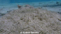Moses sole by Rashad Elmasry 